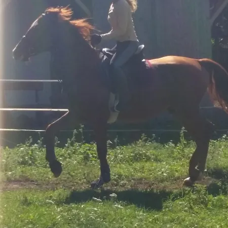 Piheno